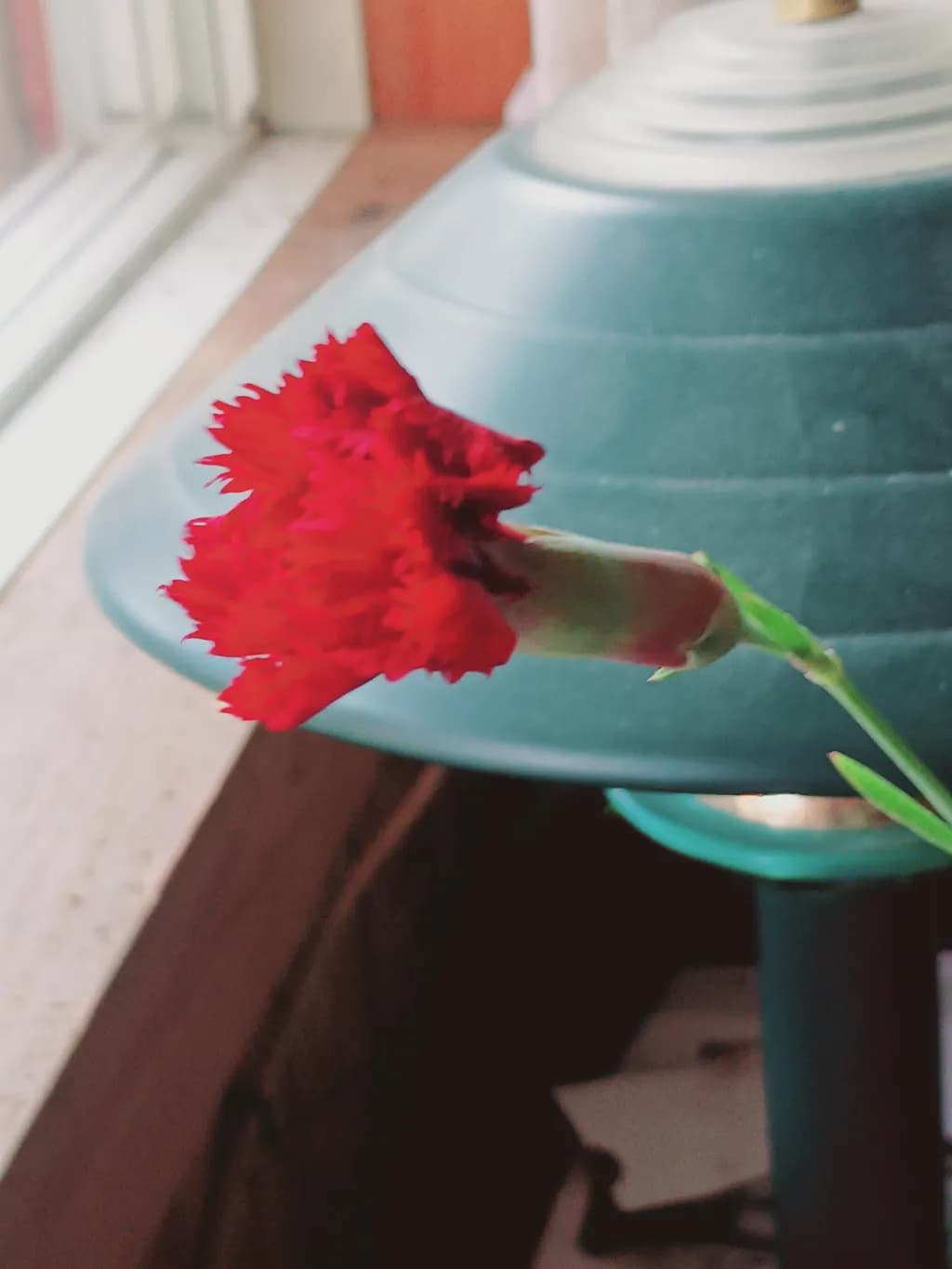 Crimson Elegance: A Captivating Red Flower in Natural Light