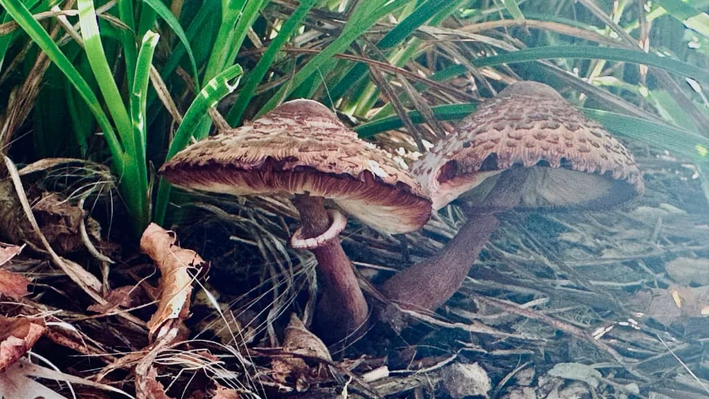 Mushrooms Among the Grass