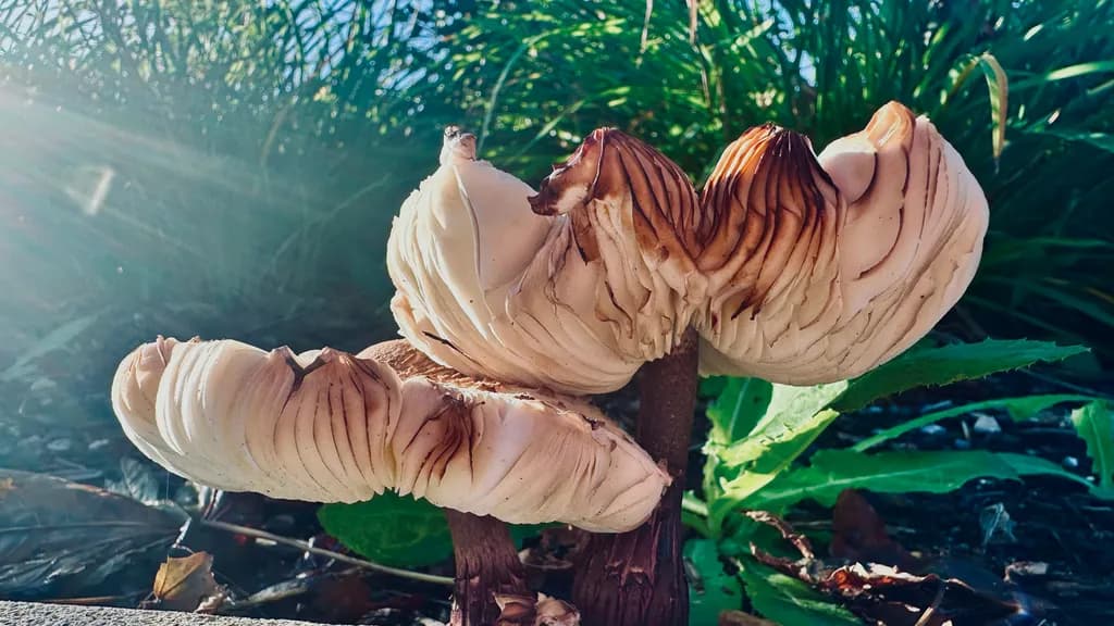 Sunlit Forest Mushrooms