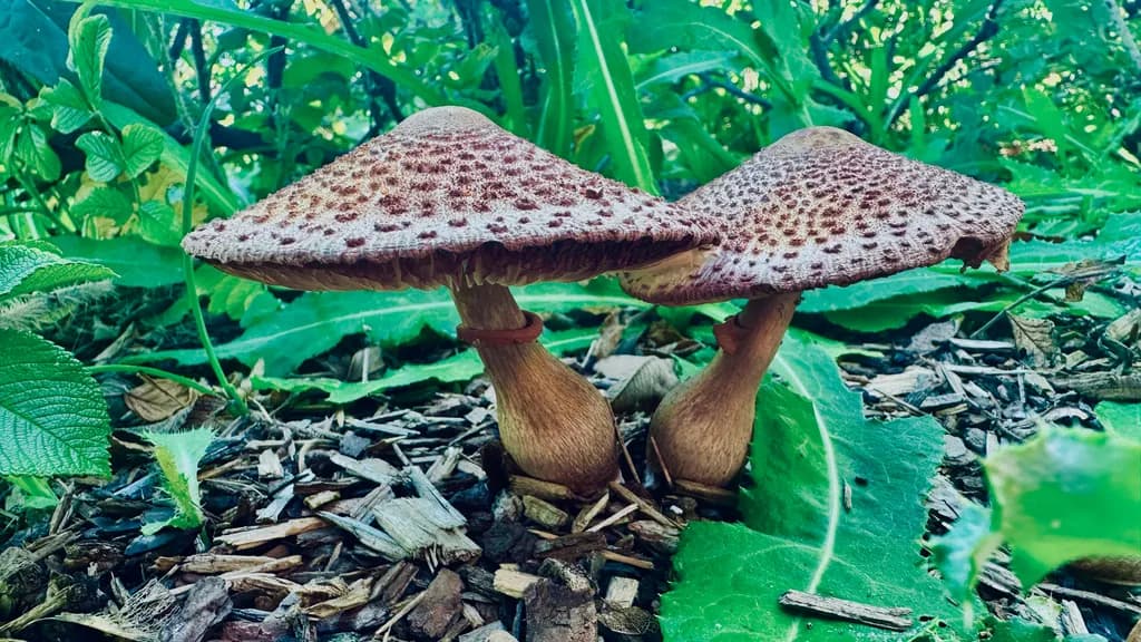 Forest Mushroom Pair