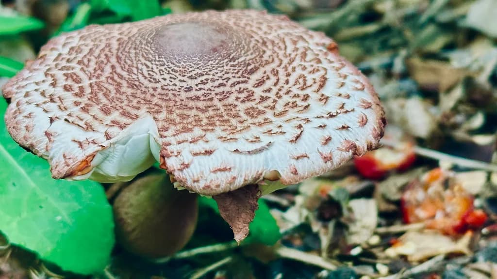 Mushroom Texture Study