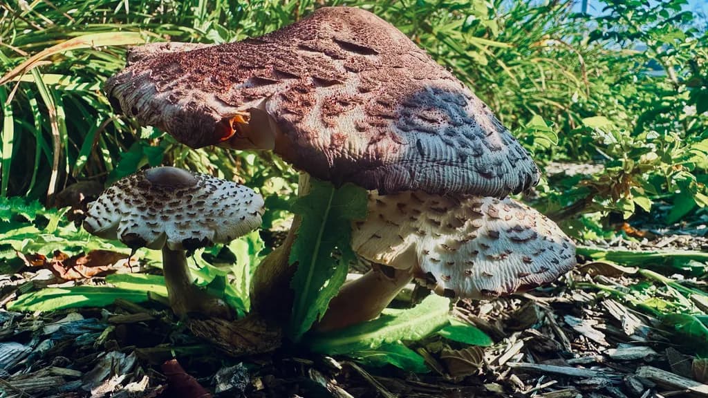 Mushroom Textures