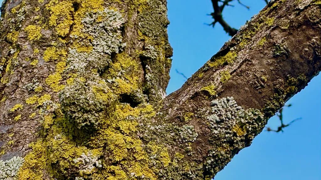 Silent Growth