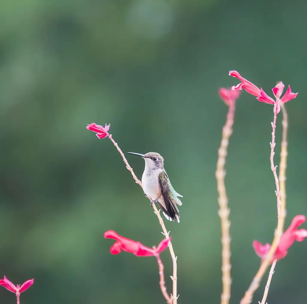 Whispers of Nature: A Hummingbird's Dance Among Delicate Blooms
