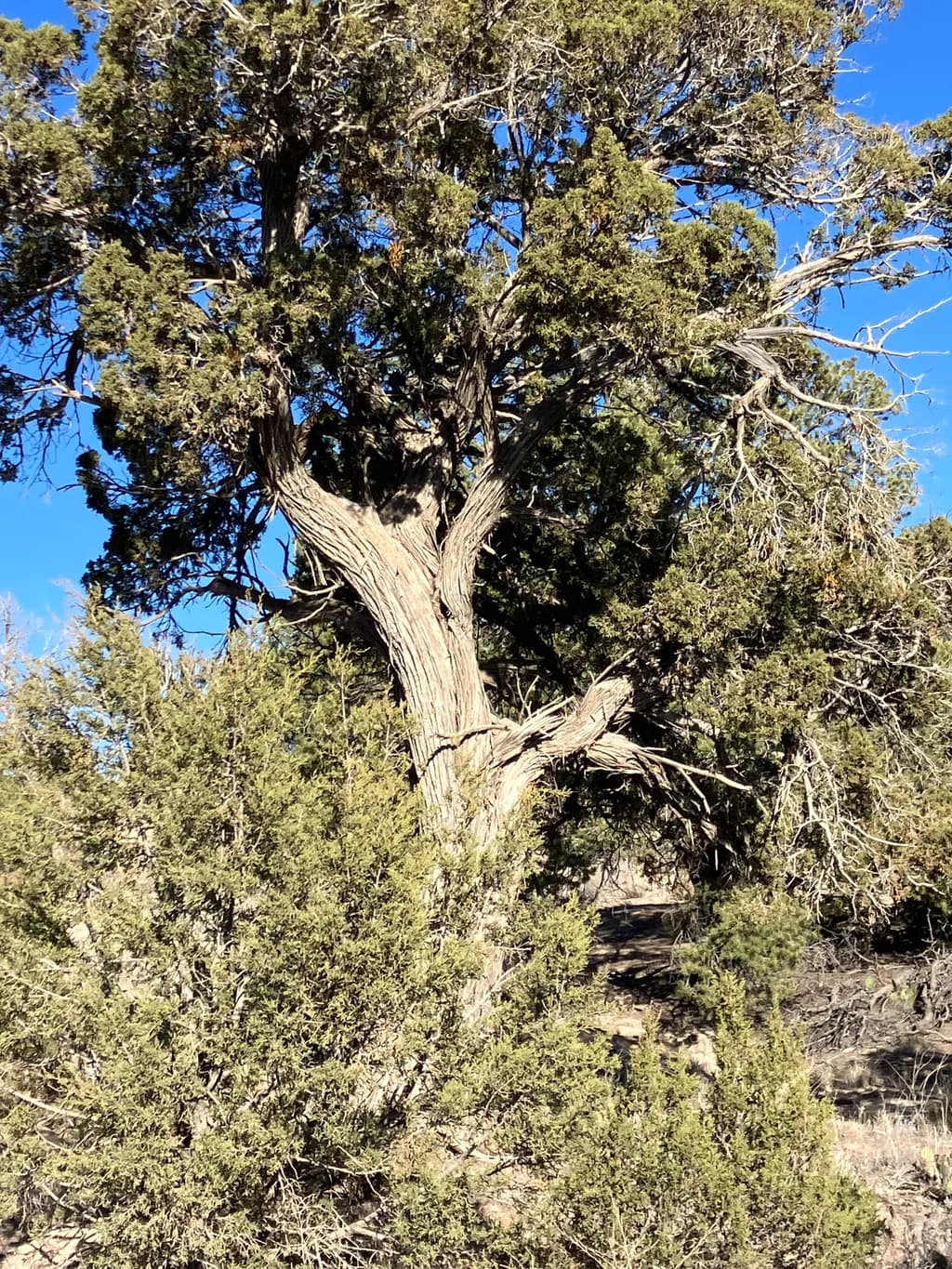 Nature's Embrace