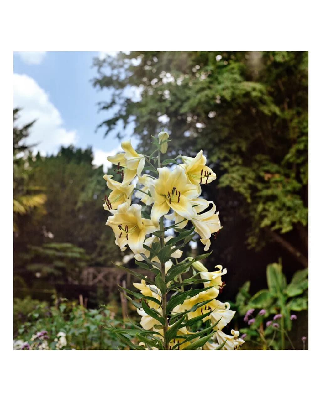 Golden Lilies in Bloom: A Serene Garden Moment