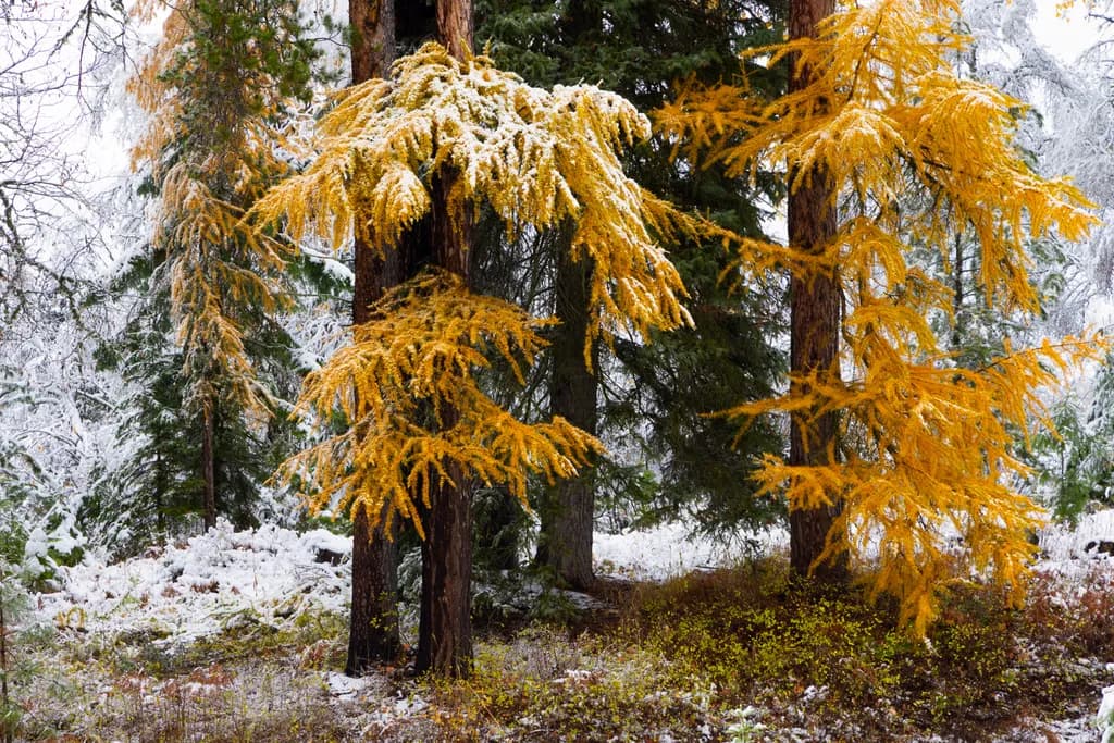 Golden Whispers: Autumn's Embrace in a Snowy Forest