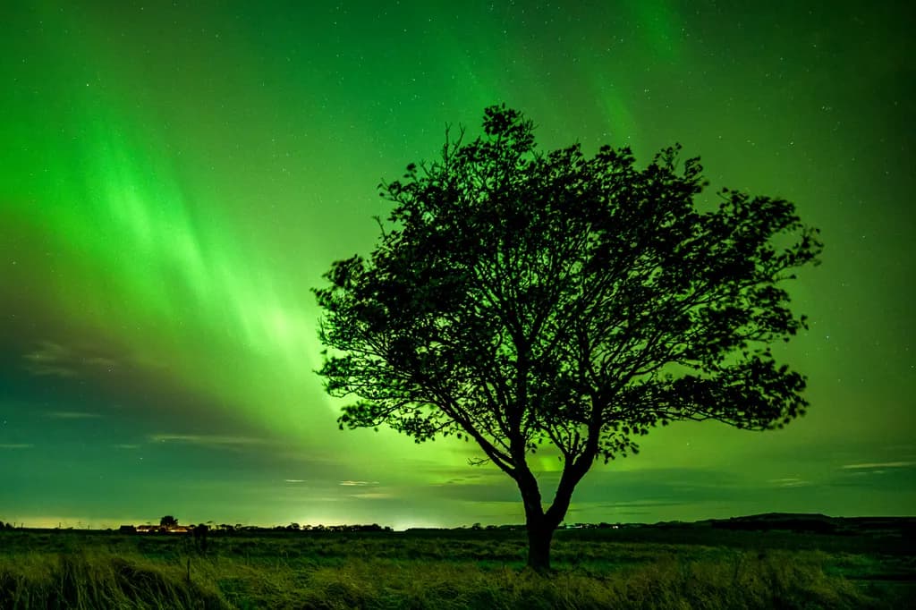 Whispers of the Aurora: A Solitary Tree Beneath the Northern Lights