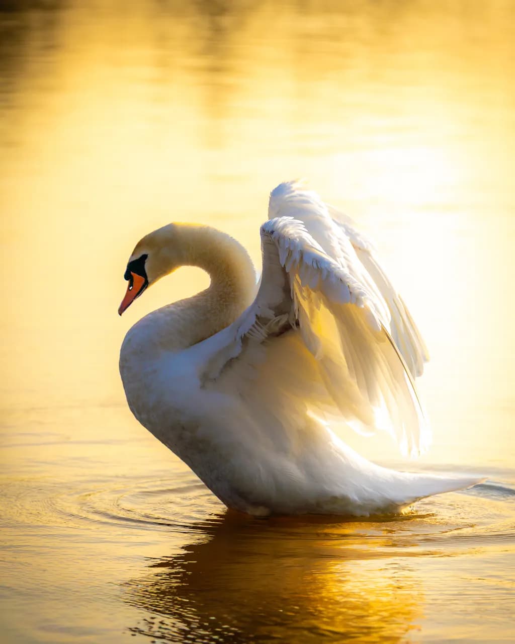Golden Swan Reflection