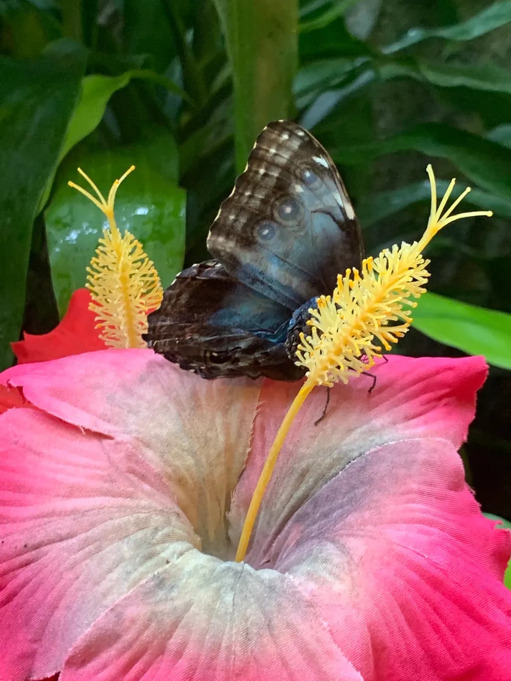 Butterfly on Hibiscus