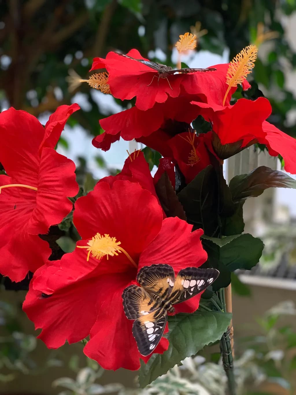 Butterfly Bloom