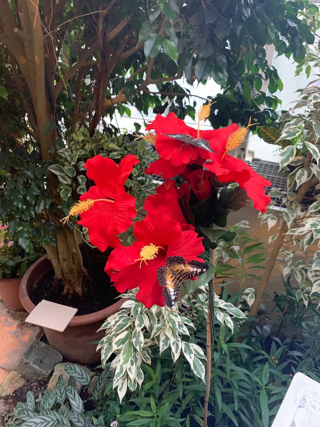 Tropical Bloom and Butterfly