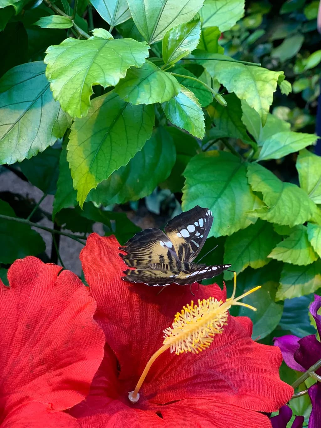 Butterfly Blossom