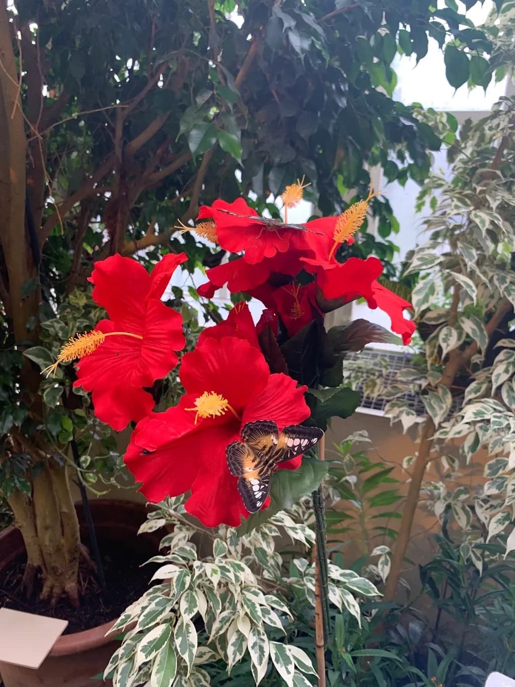 Hibiscus Harmony