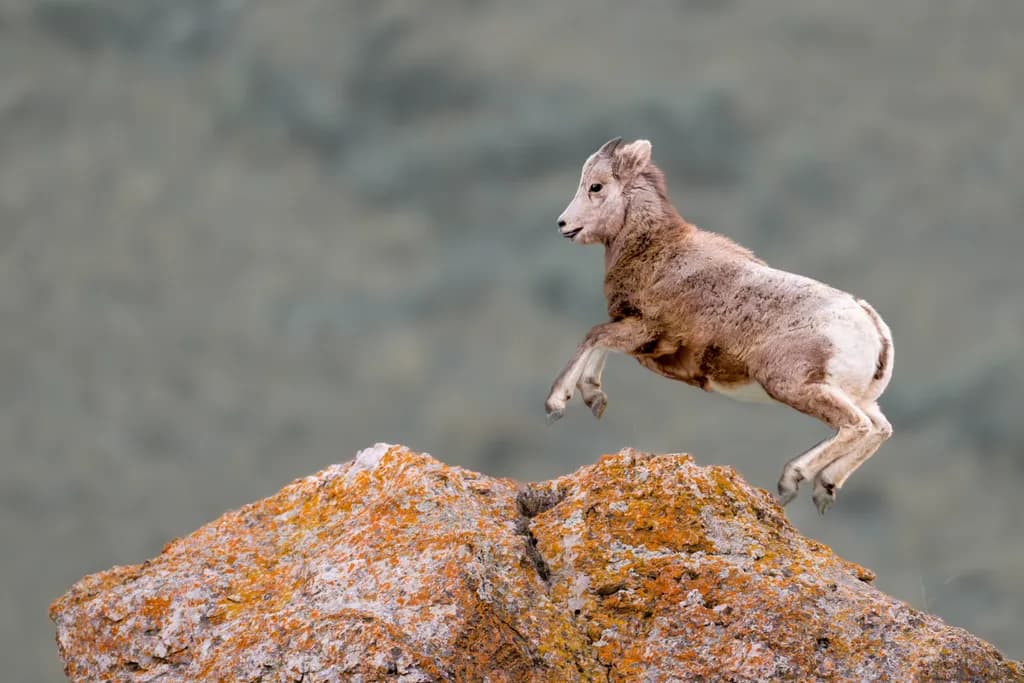 Wild Leap: A Mountain Goat's Dance Across Rocky Terrain
