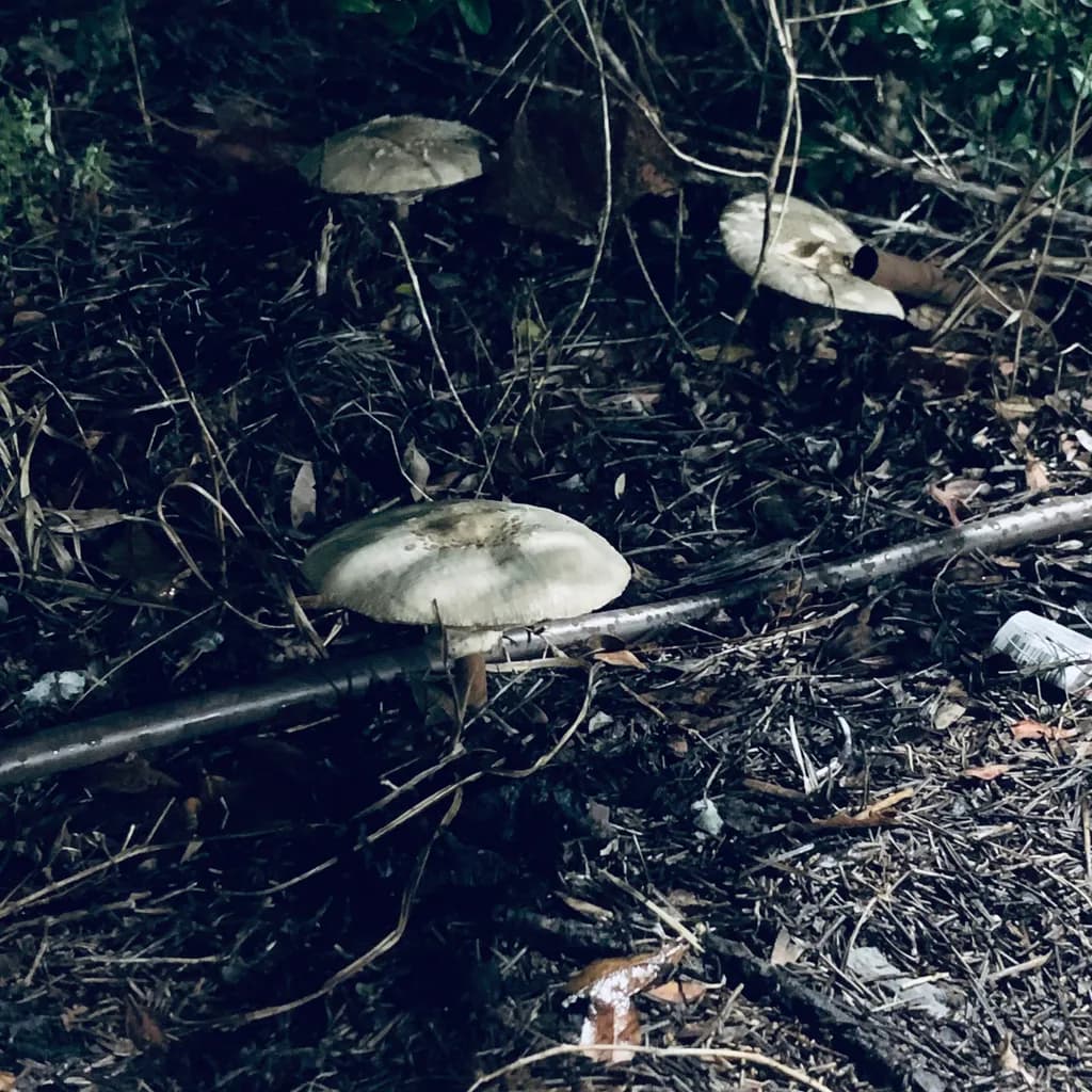 Whispers of the Forest: Enigmatic Mushrooms in Shadowed Earth