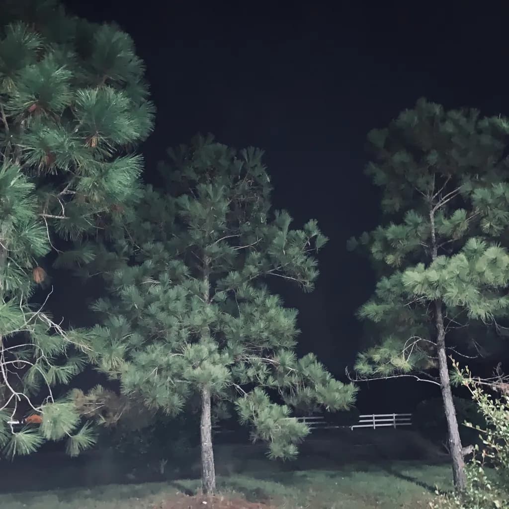 Whispers of the Night: A Serene Pine Grove Under Moonlight