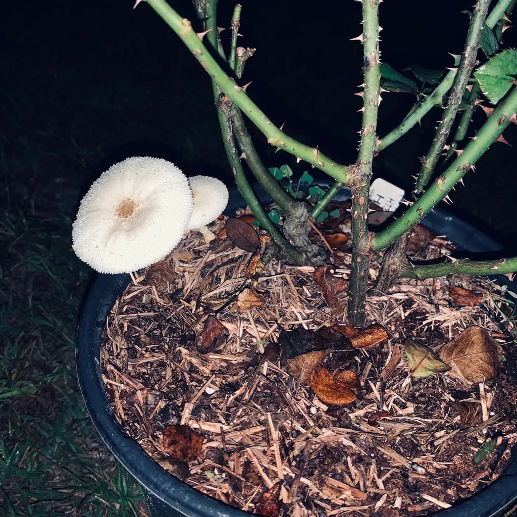 Whispers of the Night: Enchanted Mushrooms Beneath Thorny Roses