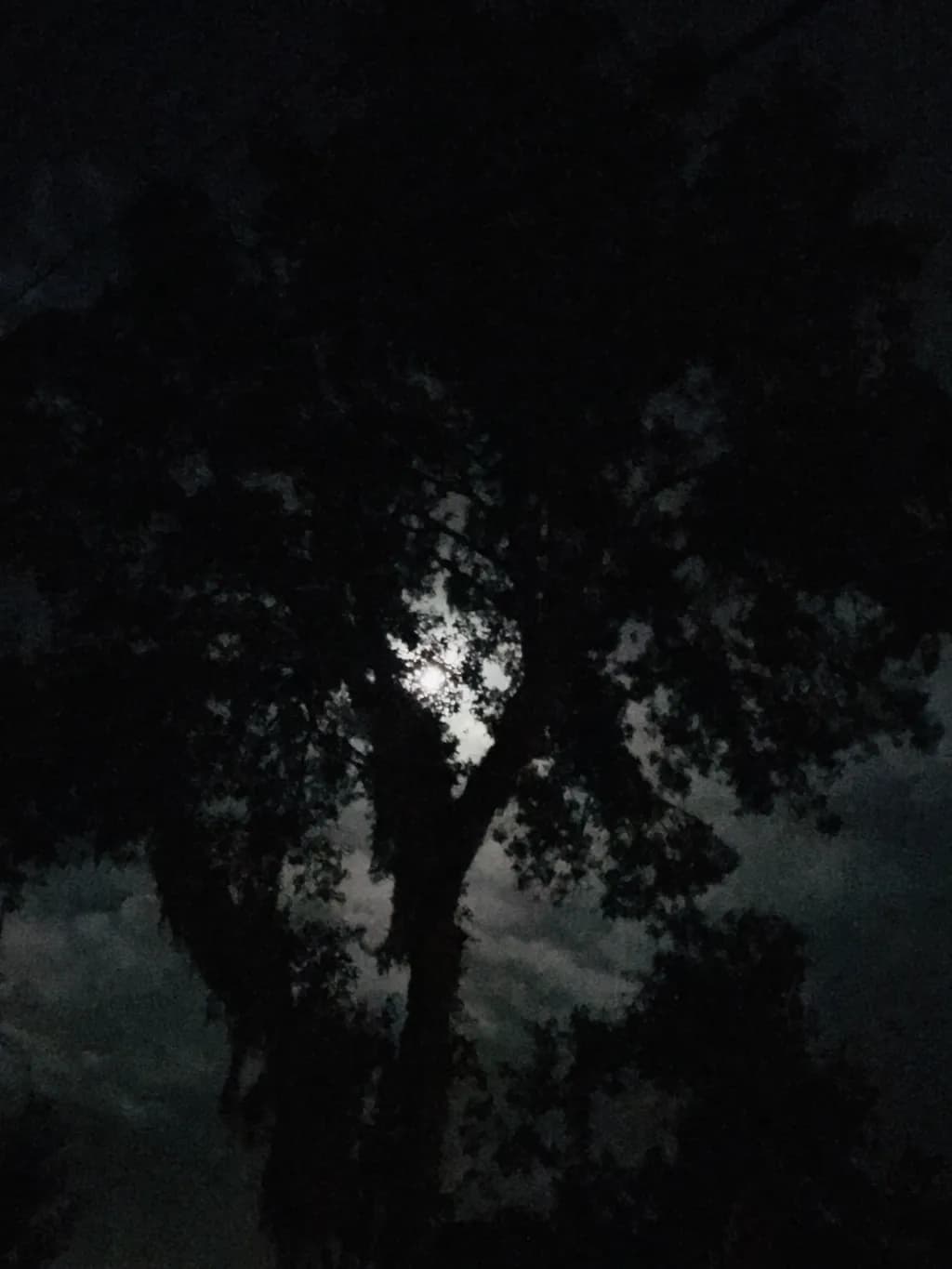 Whispers of the Moonlit Night: A Silhouette of Nature's Mystery