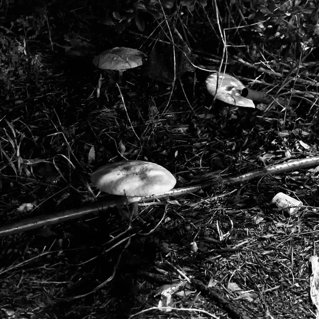 Whispers of the Forest: A Black and White Study of Mushrooms in Nature's Embrace