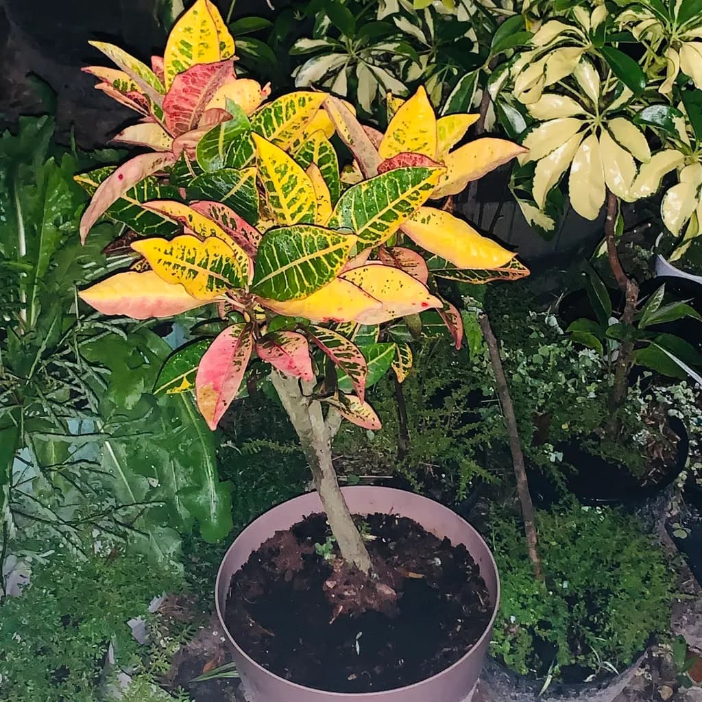 Vibrant Tropical Foliage: A Colorful Potted Delight in Nature's Palette