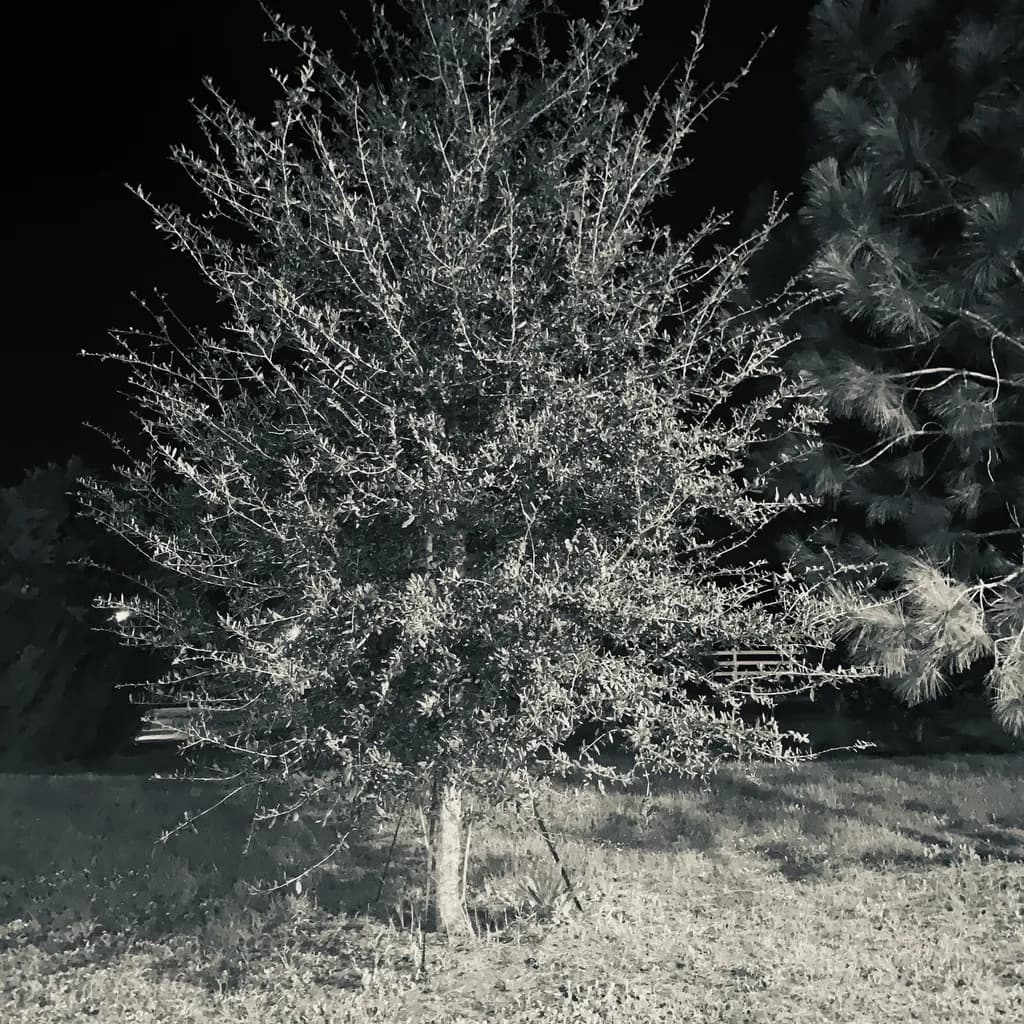 Whispers of the Night: A Monochrome Tree in Stillness