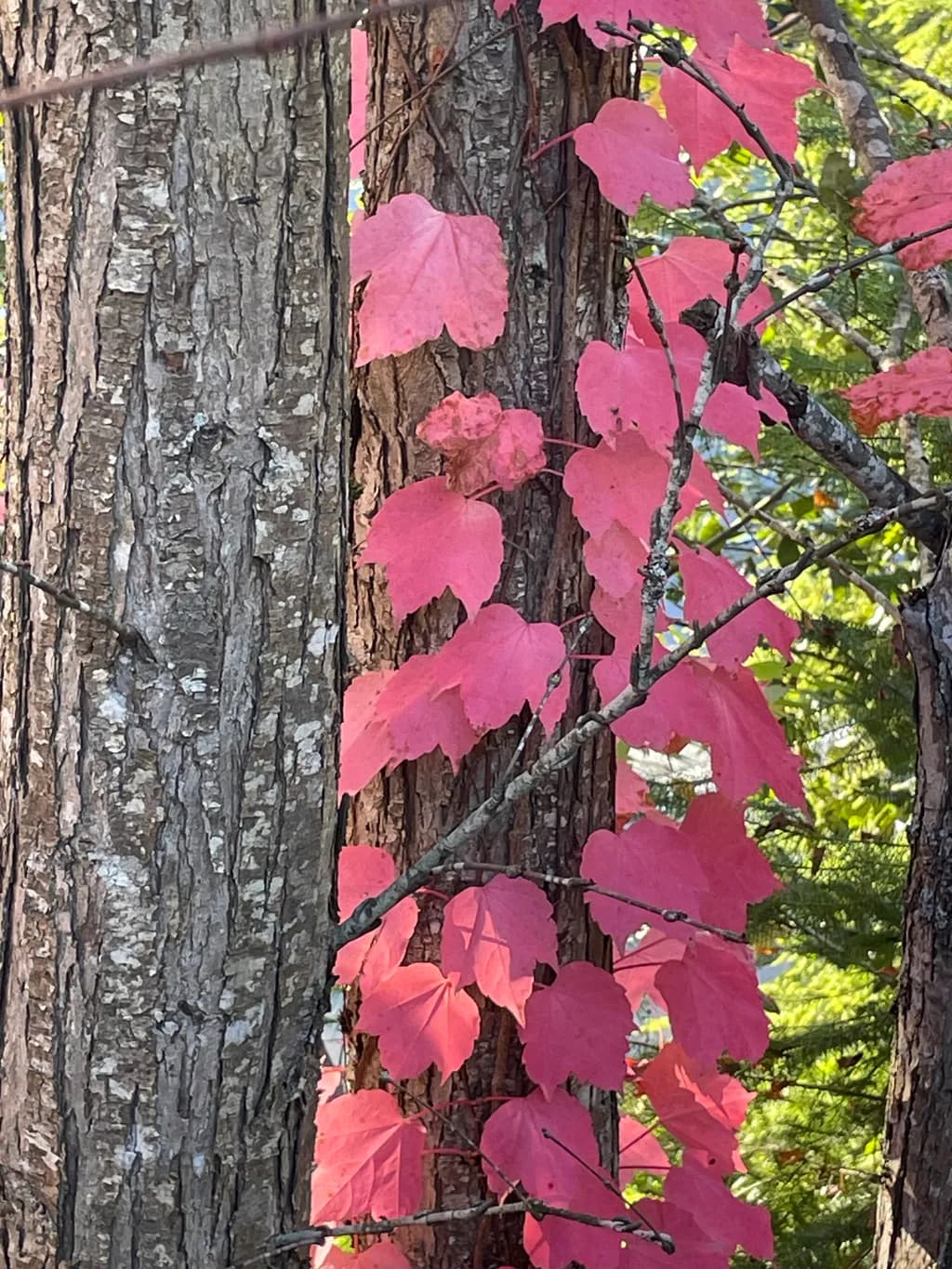 Pink Cascade