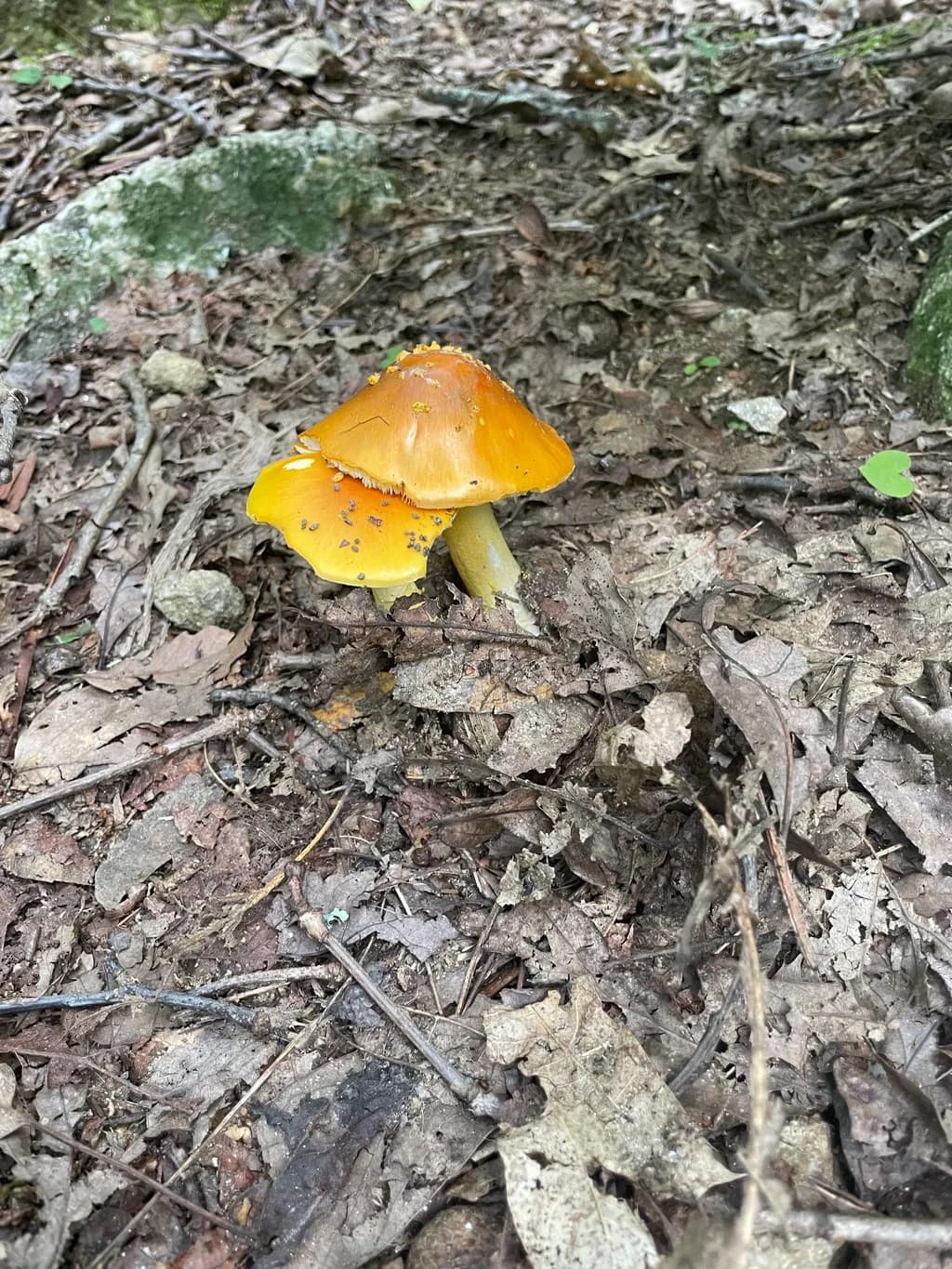 Golden Mushroom