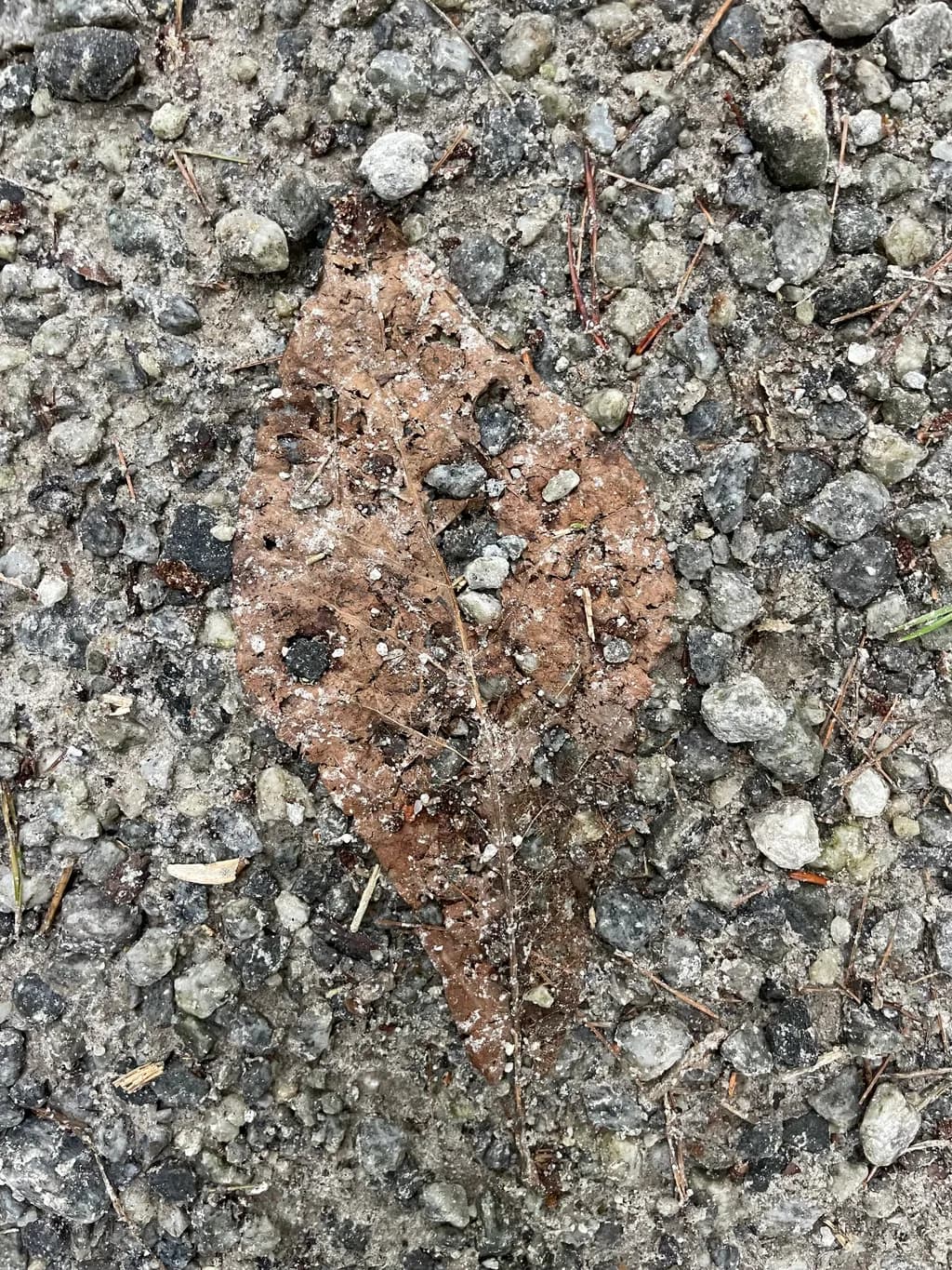 Fallen Leaf Mosaic