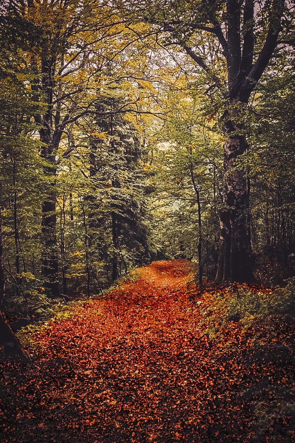 Whispers of Autumn: A Tranquil Path Through the Leaf-Laden Forest