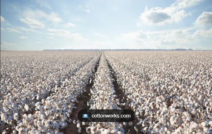 Cotton Dreams: A Serene Landscape of Nature's Bounty Under a Vast Sky