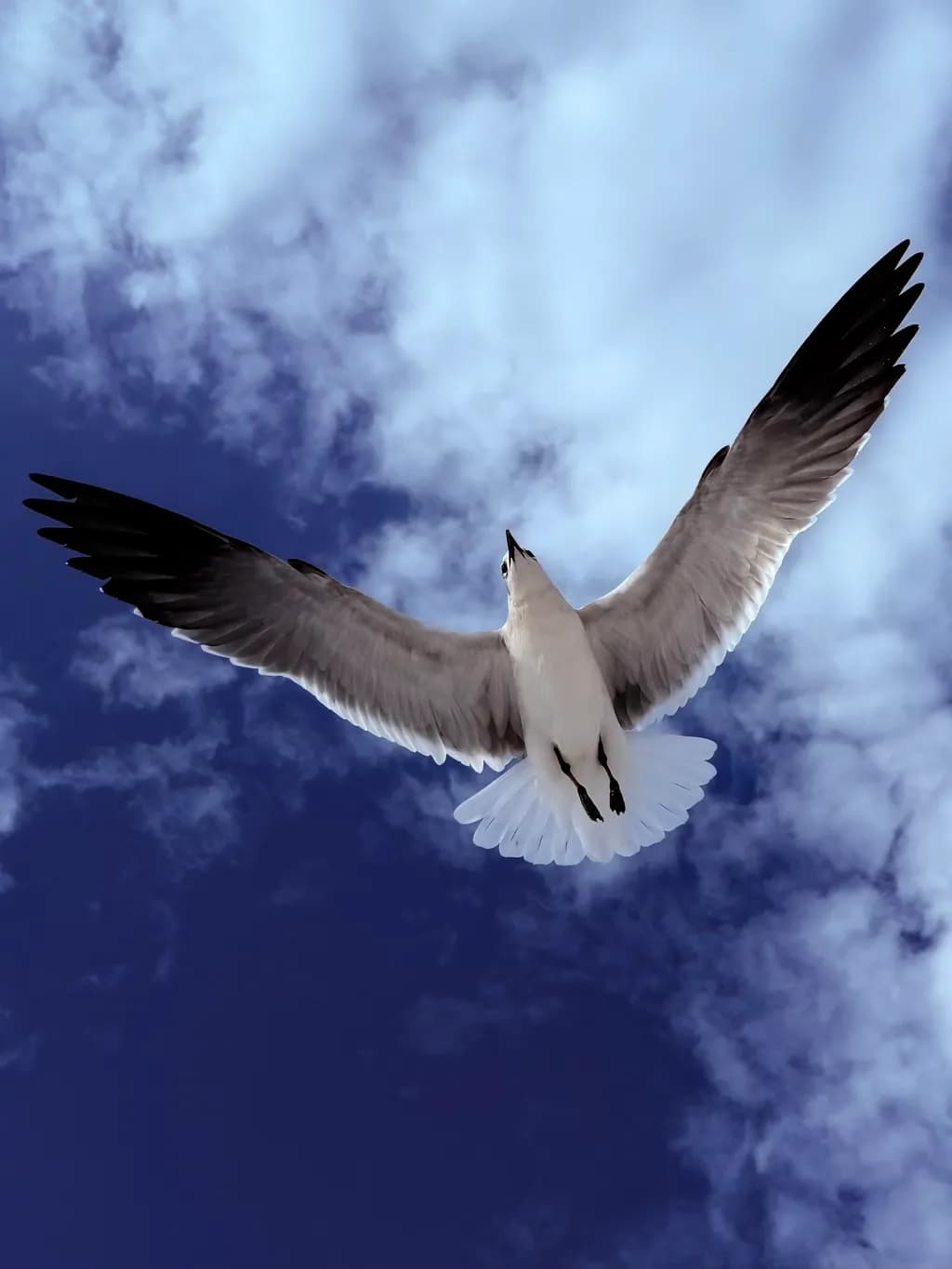 Soaring Through the Sky: A Celebration of Freedom and Nature's Beauty
