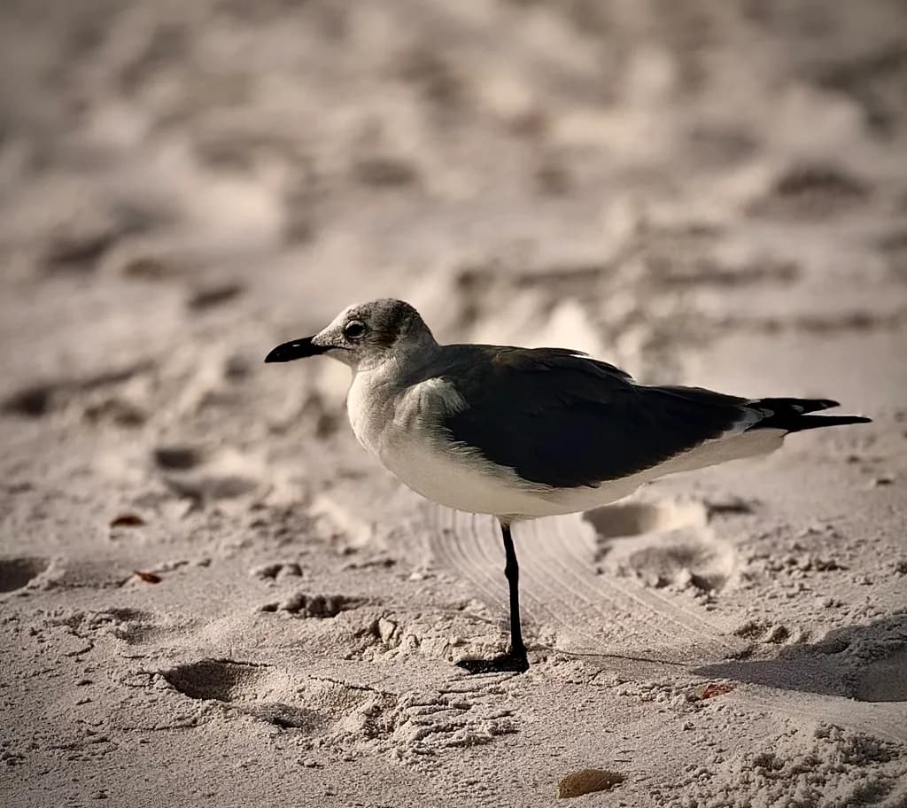 Serene Shoreline Sentinel: A Seagull's Poised Presence on Sandy Shores