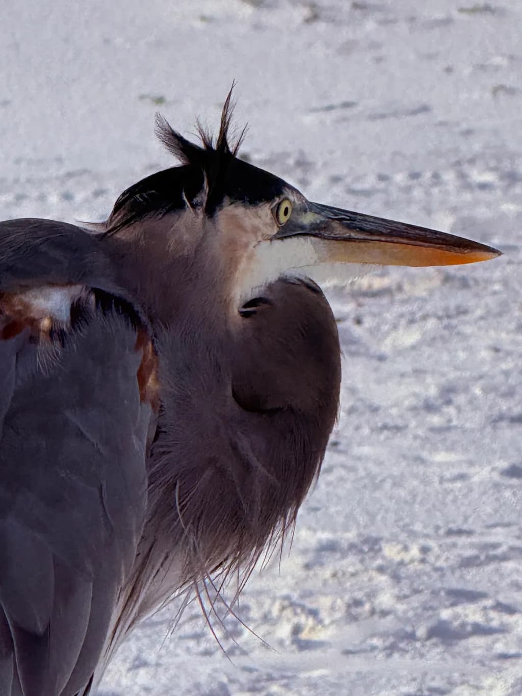 Majestic Heron in Winter's Embrace: A Close-Up Portrait of Nature's Elegance
