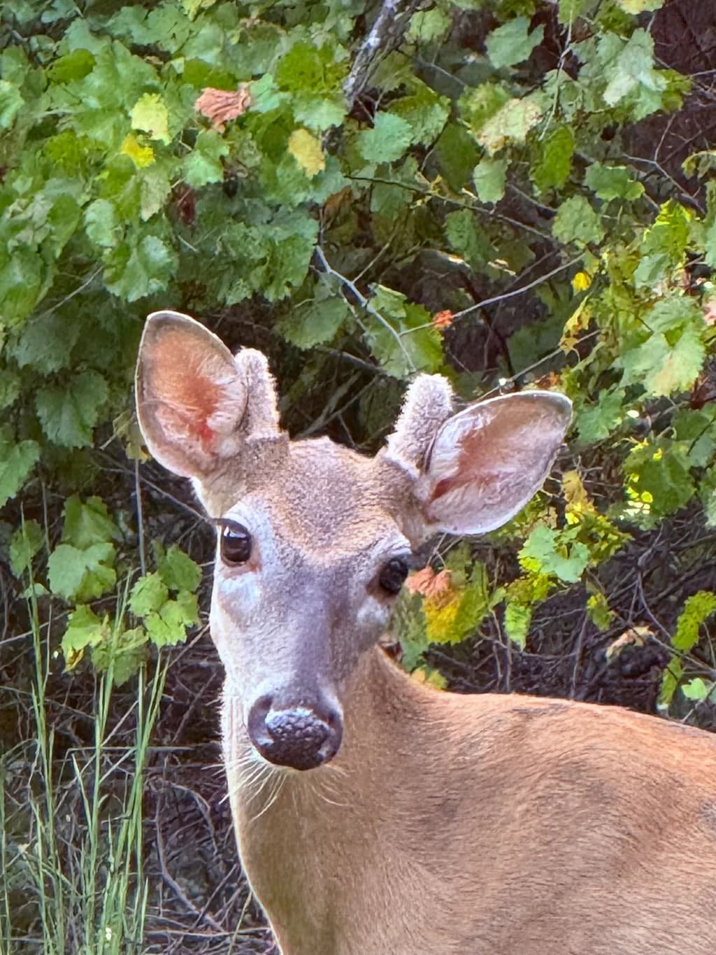 Whispers of the Forest: A Curious Deer Amidst Lush Greenery