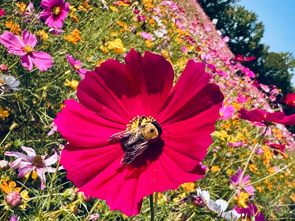 Vibrant Harmony: A Bee's Embrace on a Crimson Cosmos Blossom