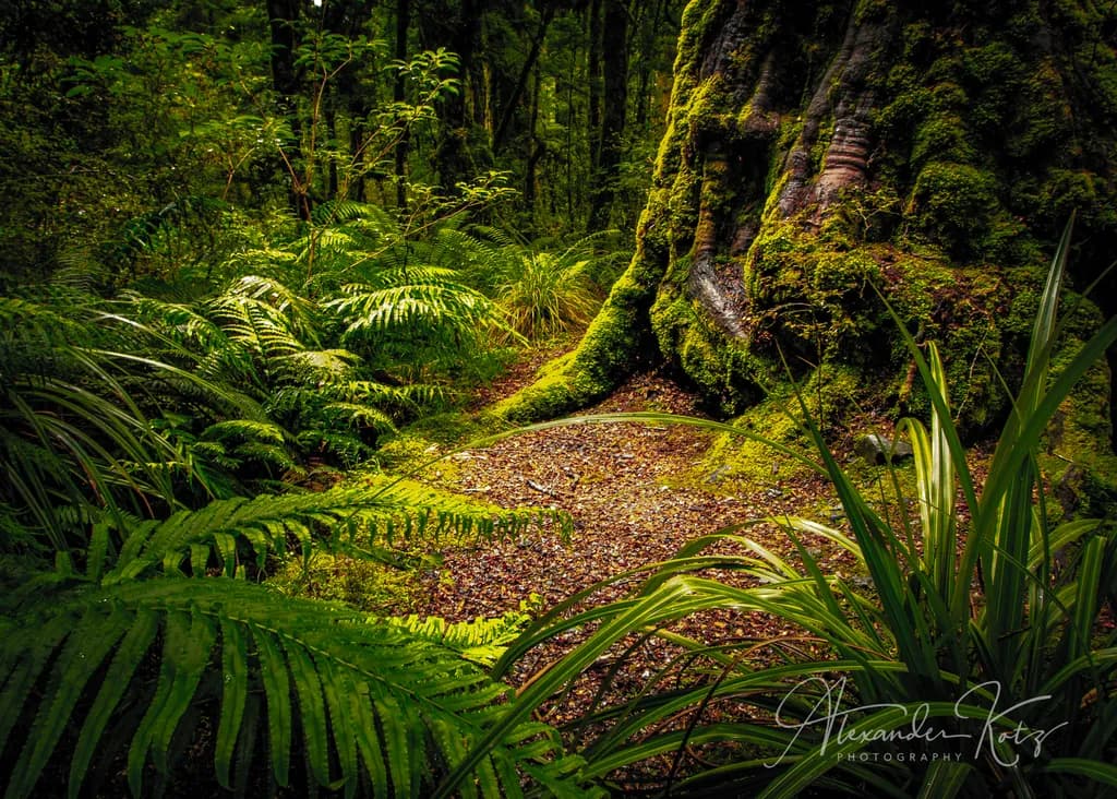 Whispers of the Forest: A Serene Path Through Lush Greenery and Ancient Trees