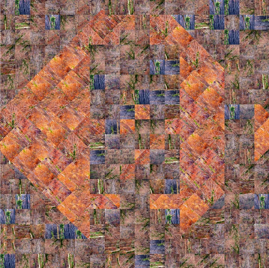 Emergent Forest