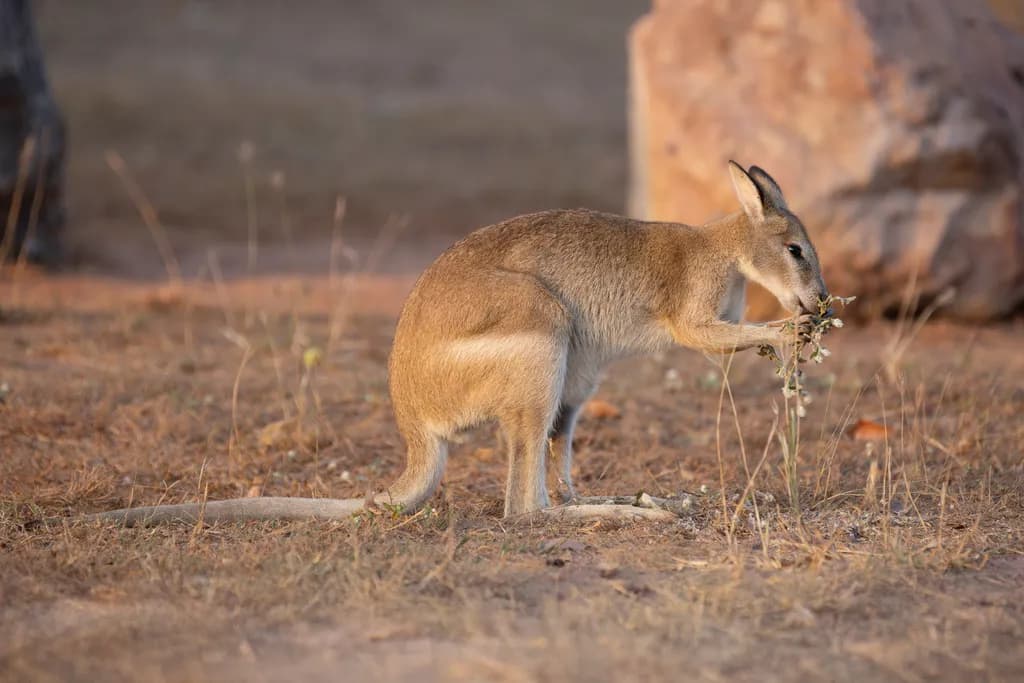 Agile Wallaby Foraging for Breakfast
