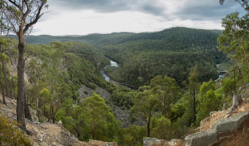 Mitchell River Winding Through The Forest