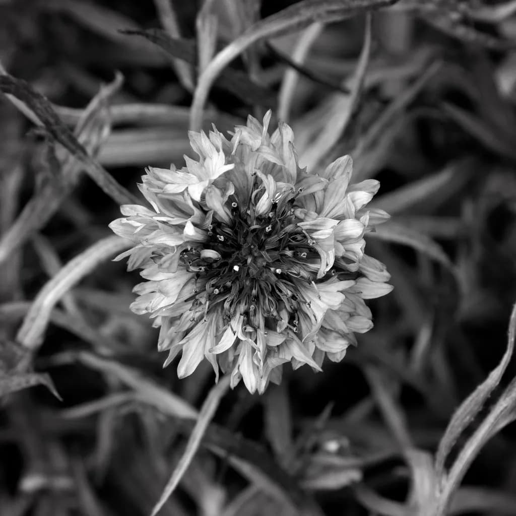 Monochrome Bloom