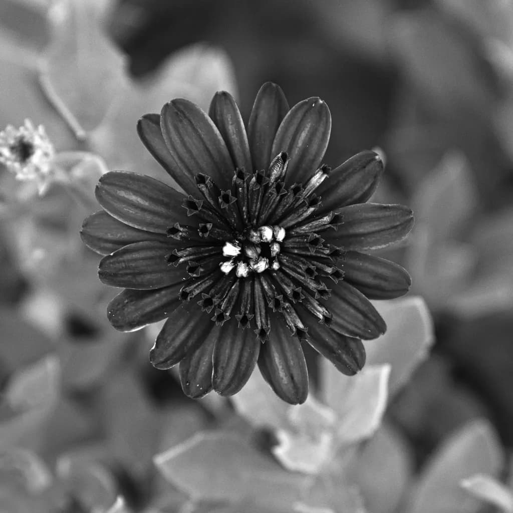 Monochrome Daisy