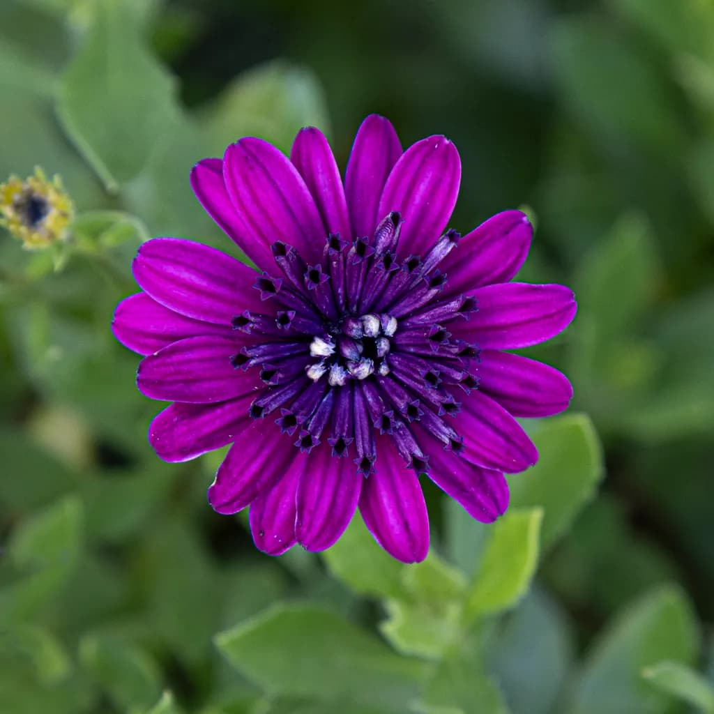 Vibrant Violet Daisy