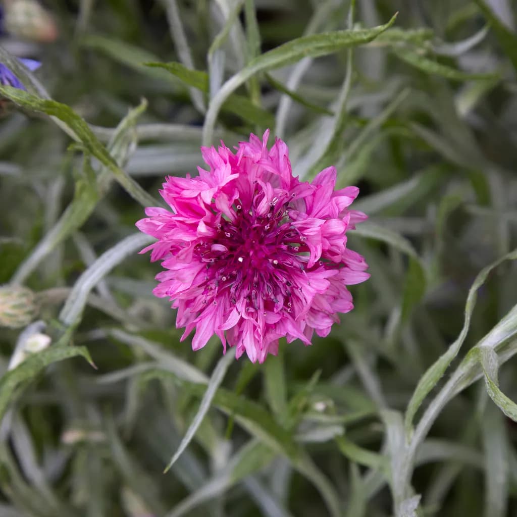 Pretty in Pink - Cornflower