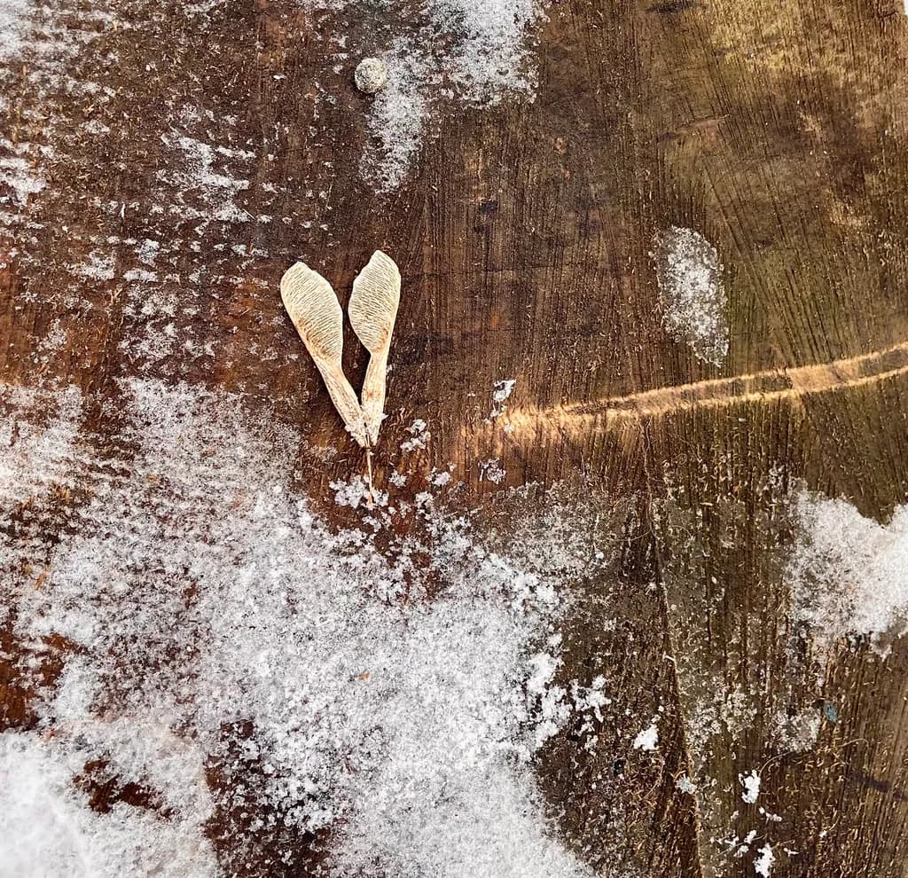 Whispers of Winter: Nature's Heart on a Snowy Canvas