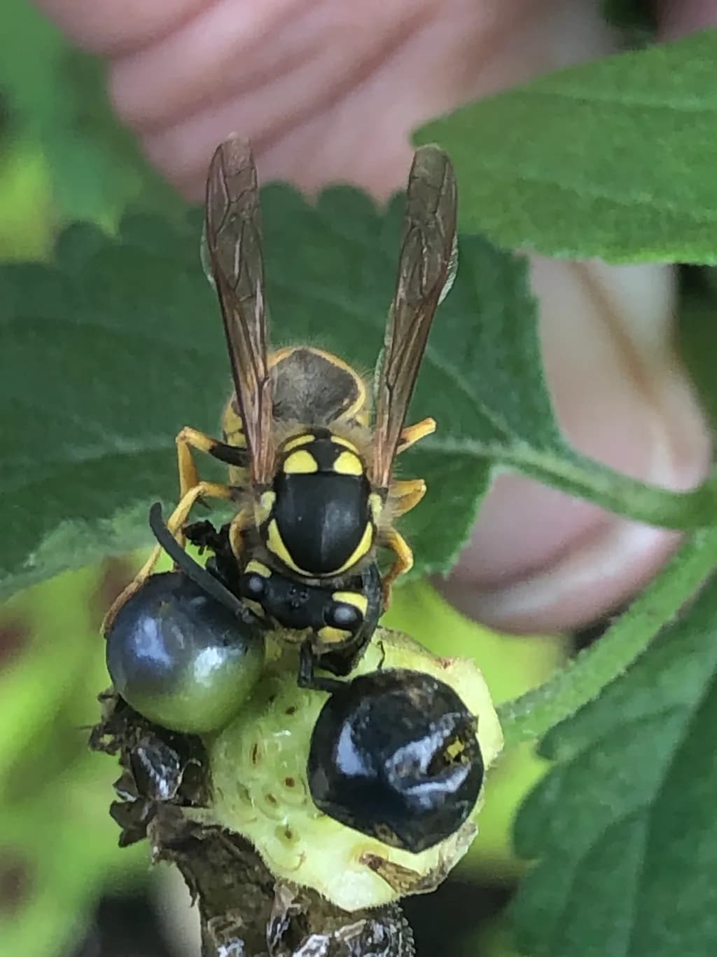 Nature's Intricate Dance: A Close-Up of a Wasp on a Berry Blossom