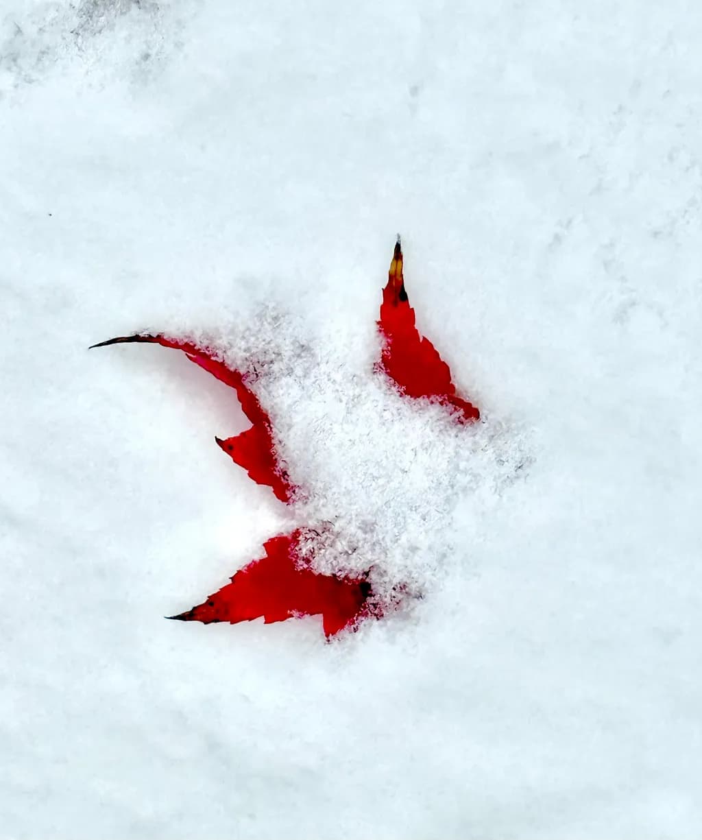 Crimson Leaves in Snow