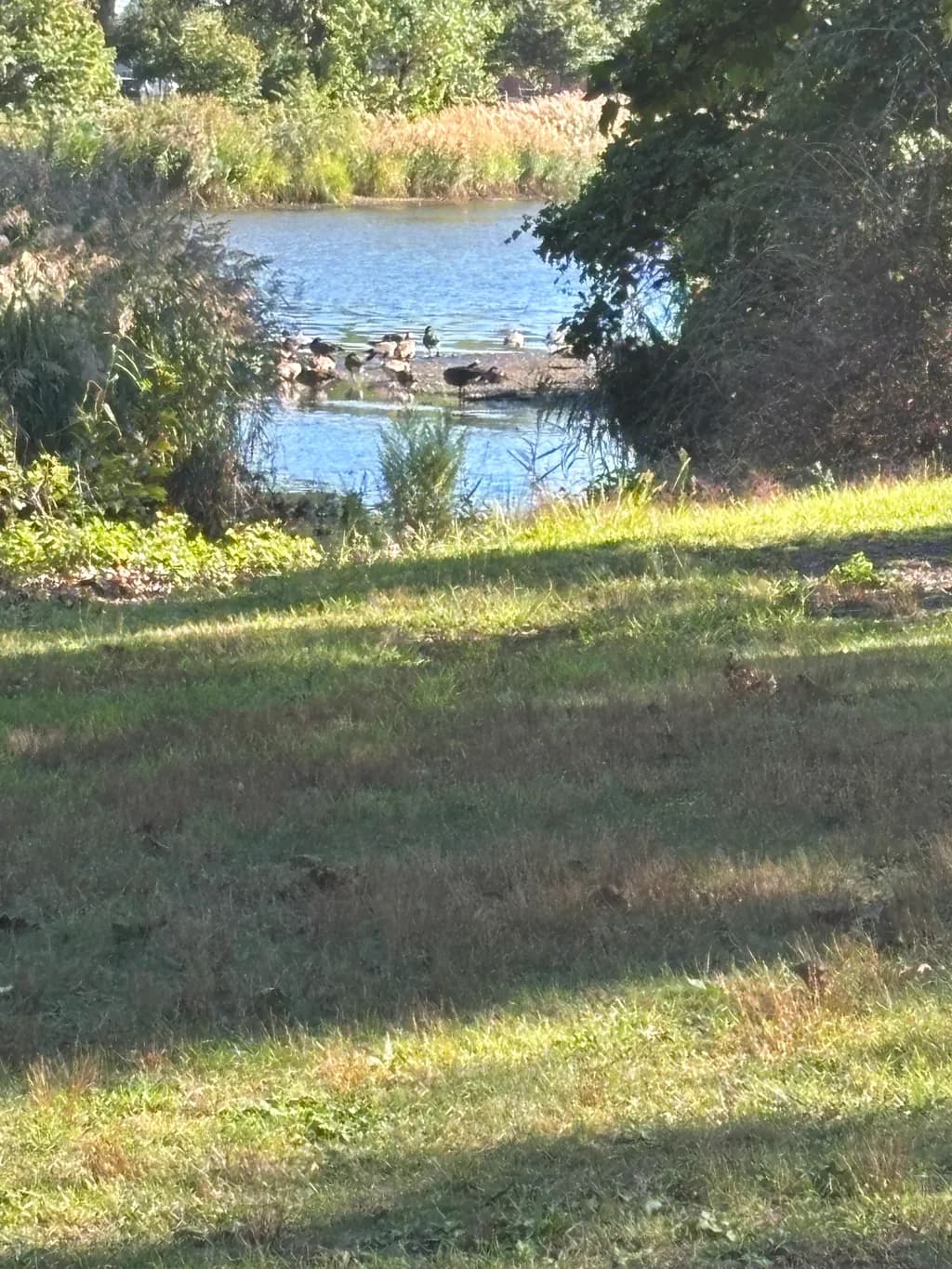 Serenity by the Water: A Tranquil Gathering of Ducks in Nature's Embrace