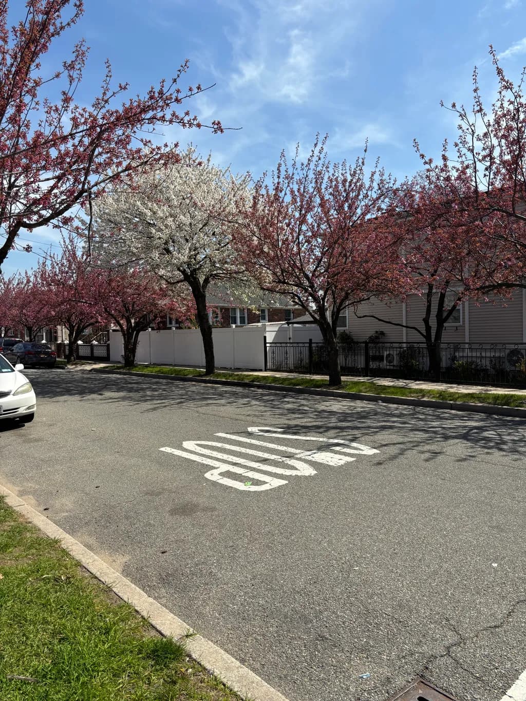 Blossoms in Bloom: A Serene Spring Street Scene with Cherry Trees and Blue Skies