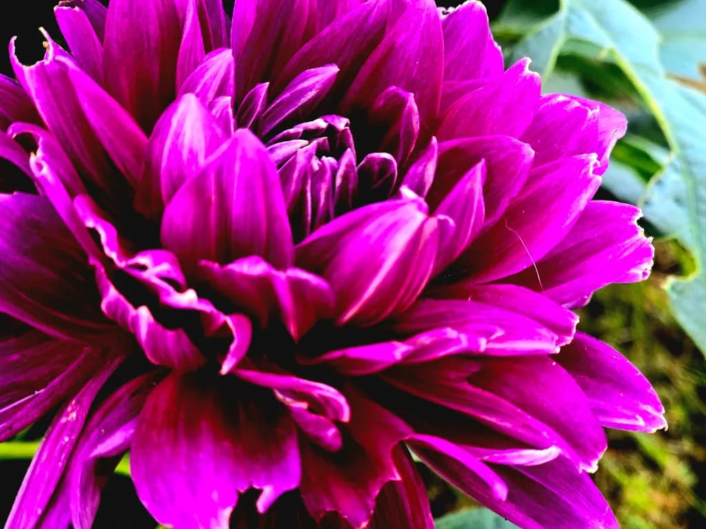 Vibrant Elegance: A Close-Up of a Majestic Purple Flower in Full Bloom